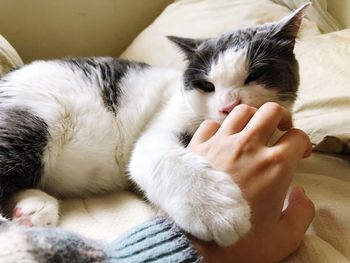 Cat lying on bed at home