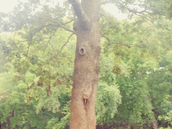 Trees in forest