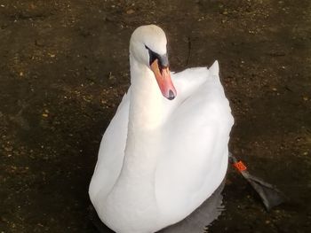 High angle view of swan in lake