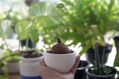 Close-up of hand holding potted plant