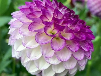 Close-up of pink dahlia flower