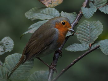 Close-up of bird perching on plant