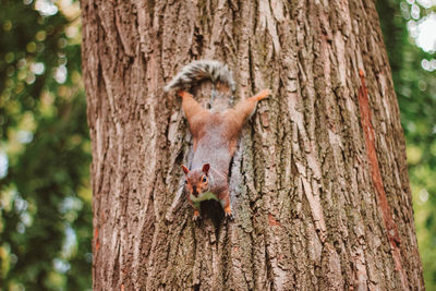 Squirrel on tree trunk