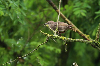 Close-up of bird perching on tree