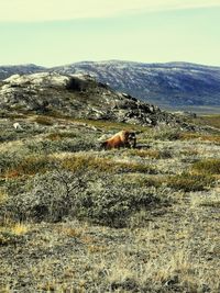 View of an animal on field