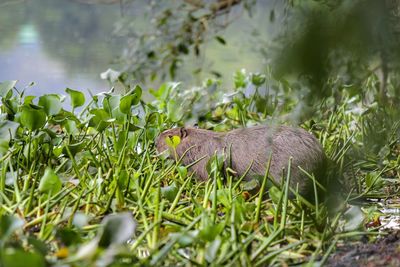 View of an animal on landscape