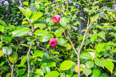 Close-up of pink flowering plant