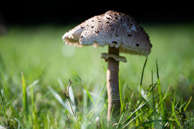 Close-up of mushroom on field