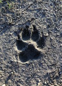 High angle view of footprints on field