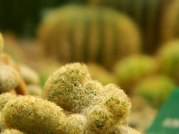 Close-up of lichen on plant