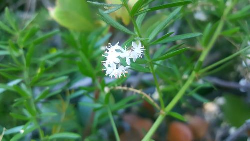 Close-up of white flowers blooming outdoors