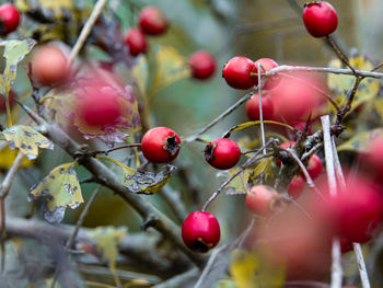 Close-up of red berries growing on tree