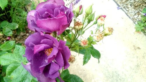 Close-up of pink flowers