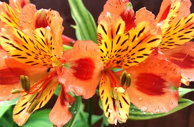 Close-up of day lily blooming outdoors