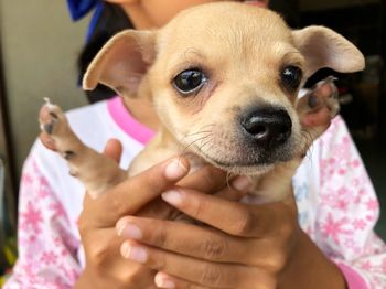 Close-up portrait of cute puppy