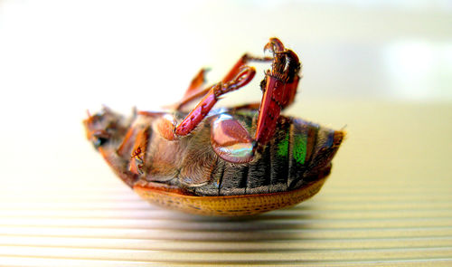 Close-up of insect on table