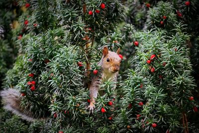 Squirrel amidst berries on tree