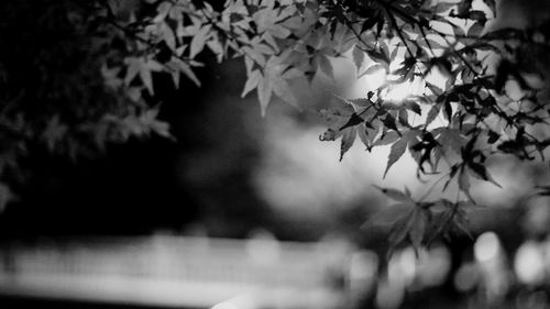 Close-up of leaves on tree in park