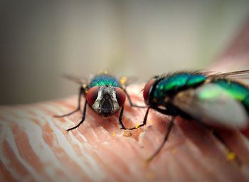 Close-up of housefly on meat