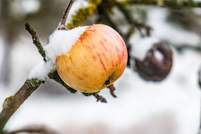 Close-up of snow on tree