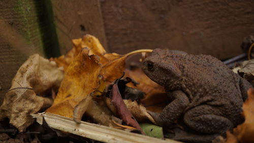 Toad in leaves