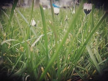 Close-up of grass on field