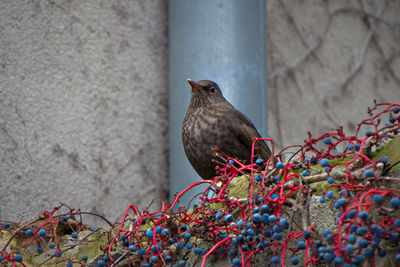 Close-up of thrush bird perching on branch against wall