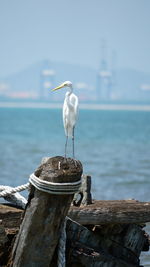 Close-up of egret perching on wooden pole with sea and city background