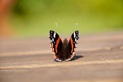 Close-up of butterfly perching on wooden table