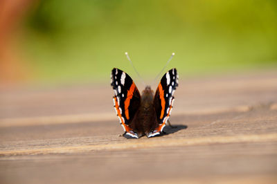 Close-up of butterfly