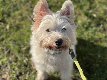 Close-up portrait of dog