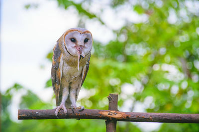 Close-up portrait of bird perching outdoors