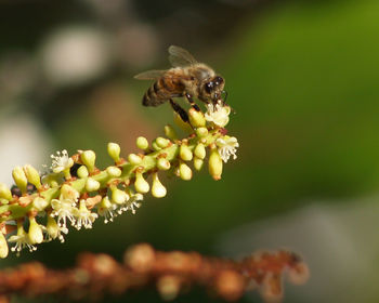 Close-up of insect on flower