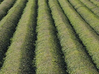 Full frame shot of corn field