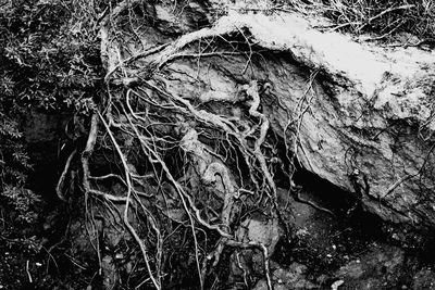 Close-up of tree trunk