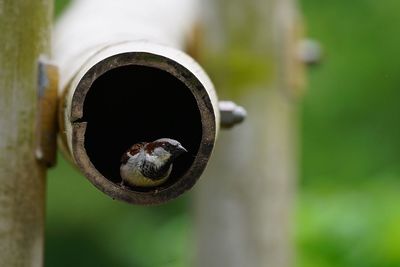 Close-up of sparrow in bamboo