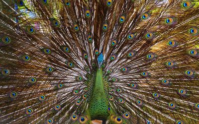 Full frame shot of peacock feathers