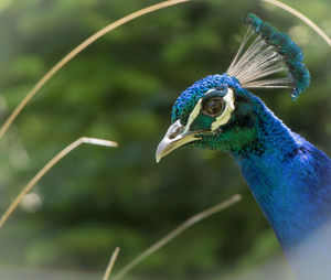 Close-up of a peacock