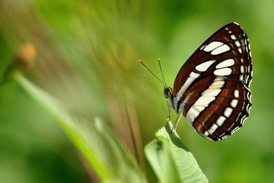 Close-up of butterfly on plant