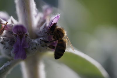 Close-up of bee on flower