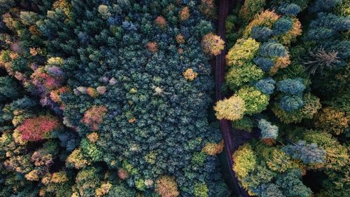 High angle view of trees
