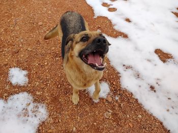 High angle view of dog standing on snow covered land