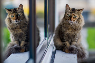 Portrait of tabby cat