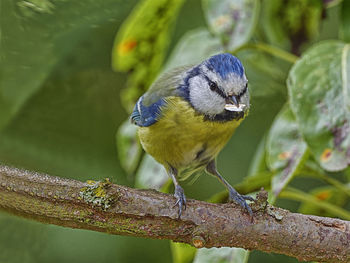 Close-up of bird perching on branch