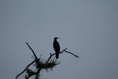 Low angle view of bird perching on a tree