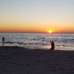 Silhouette bird on beach against clear sky during sunset