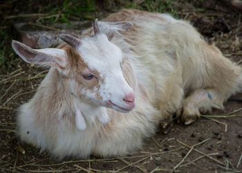 Close-up of sheep relaxing on field