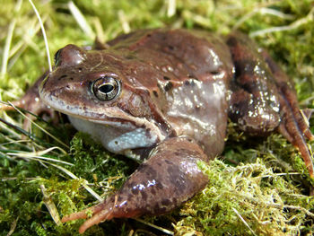 Close-up of turtle in grass