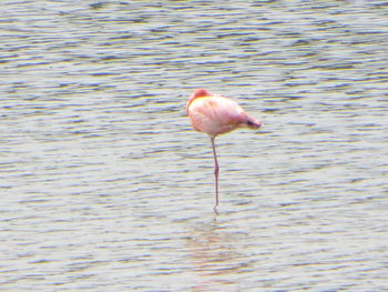 Bird in water