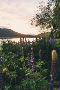 Purple flowering plants by land against sky during sunset